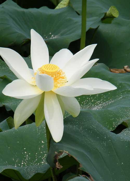 听金刚经会招鬼吗