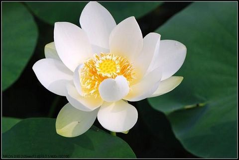 寺院版金刚经念诵视频