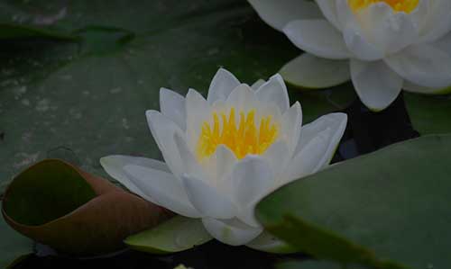 念金刚经300遍求财感应