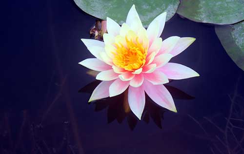 小篆手抄本金刚经