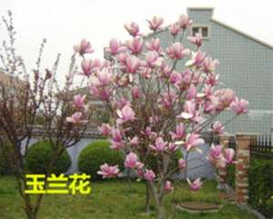 金刚经第23回全解