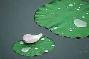 读金刚经怎样回向